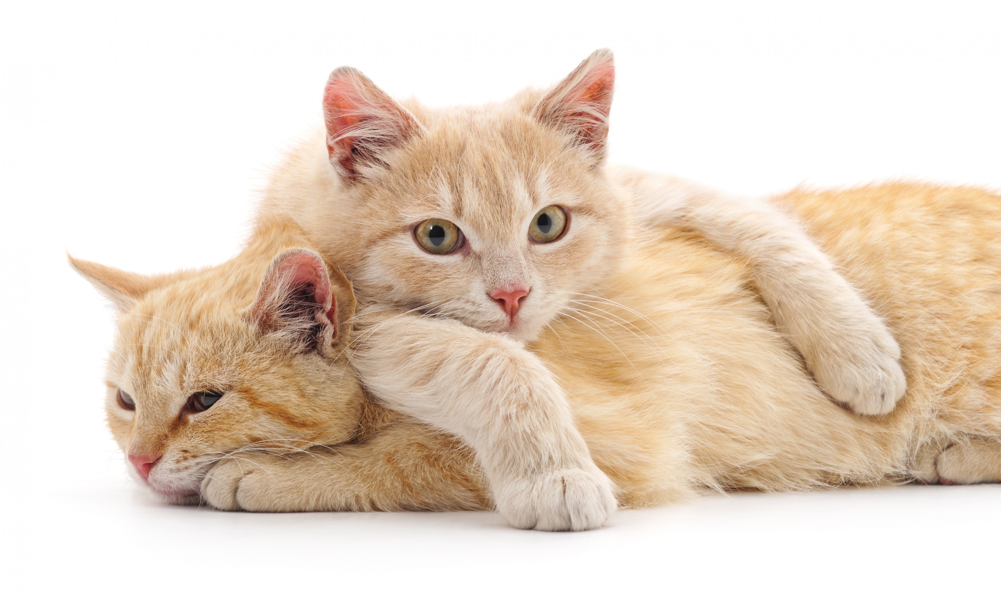 Senior Pet Care Senior Pet Care