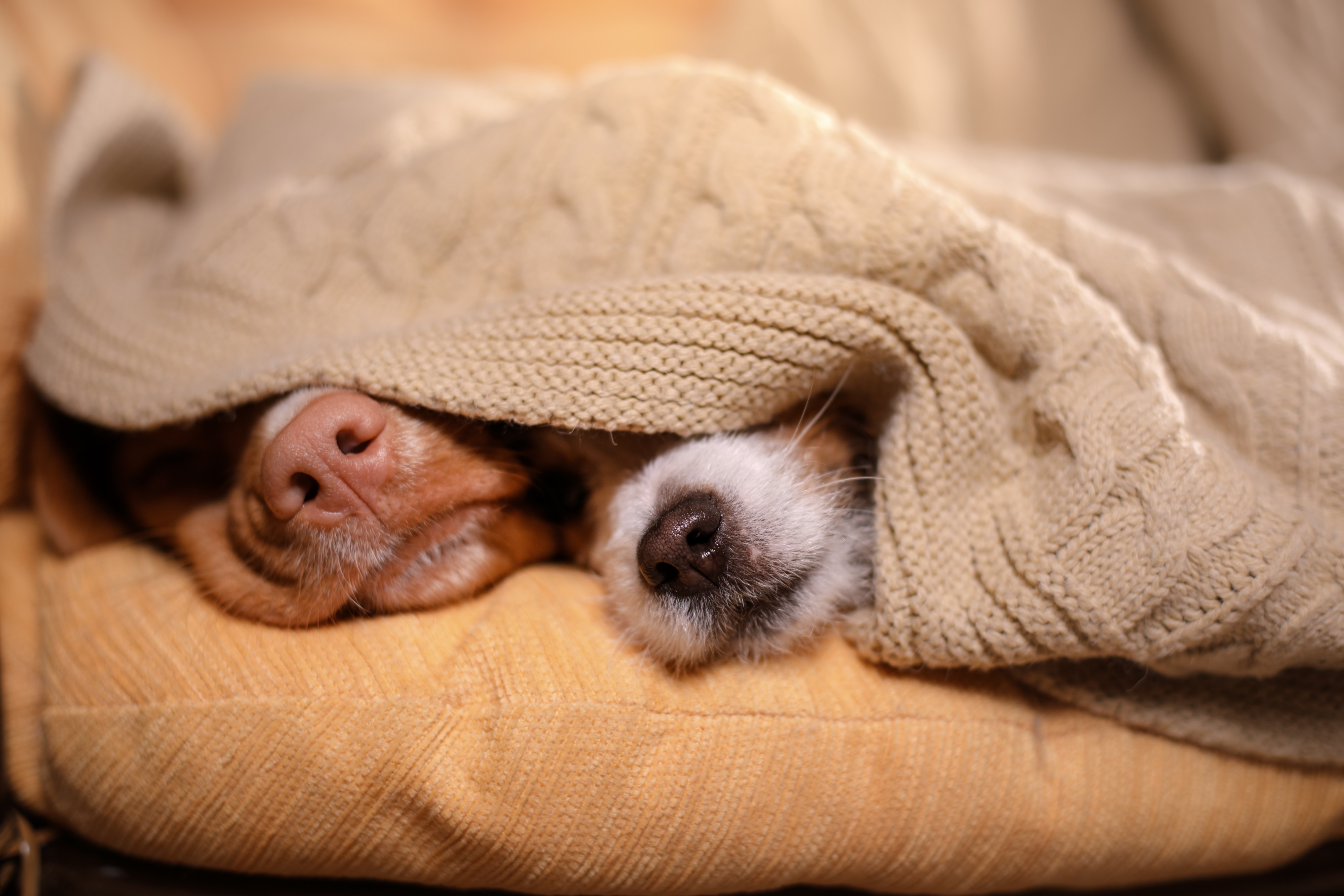 Dog Noses Dog Noses