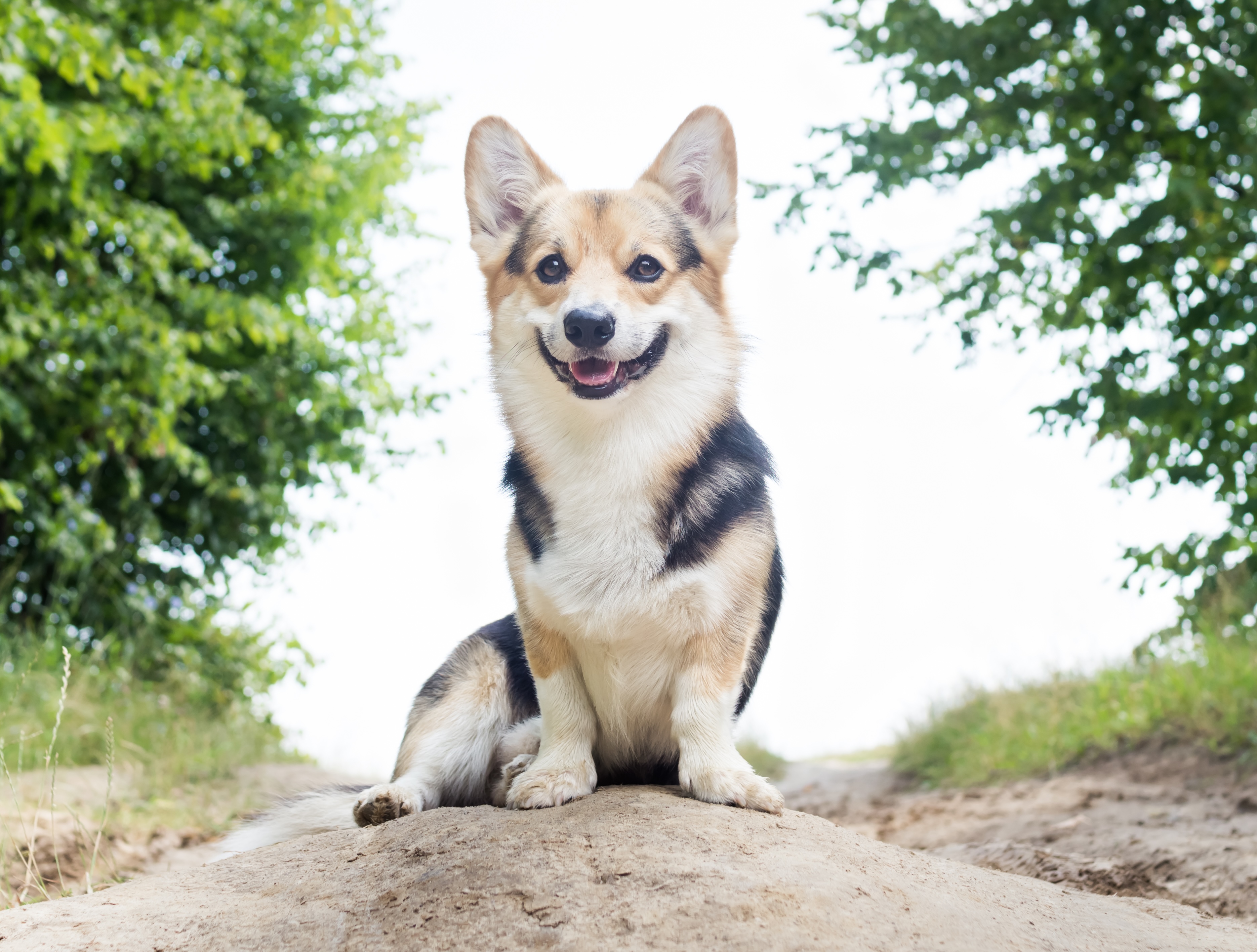 Senior Pet Care Senior Pet Care