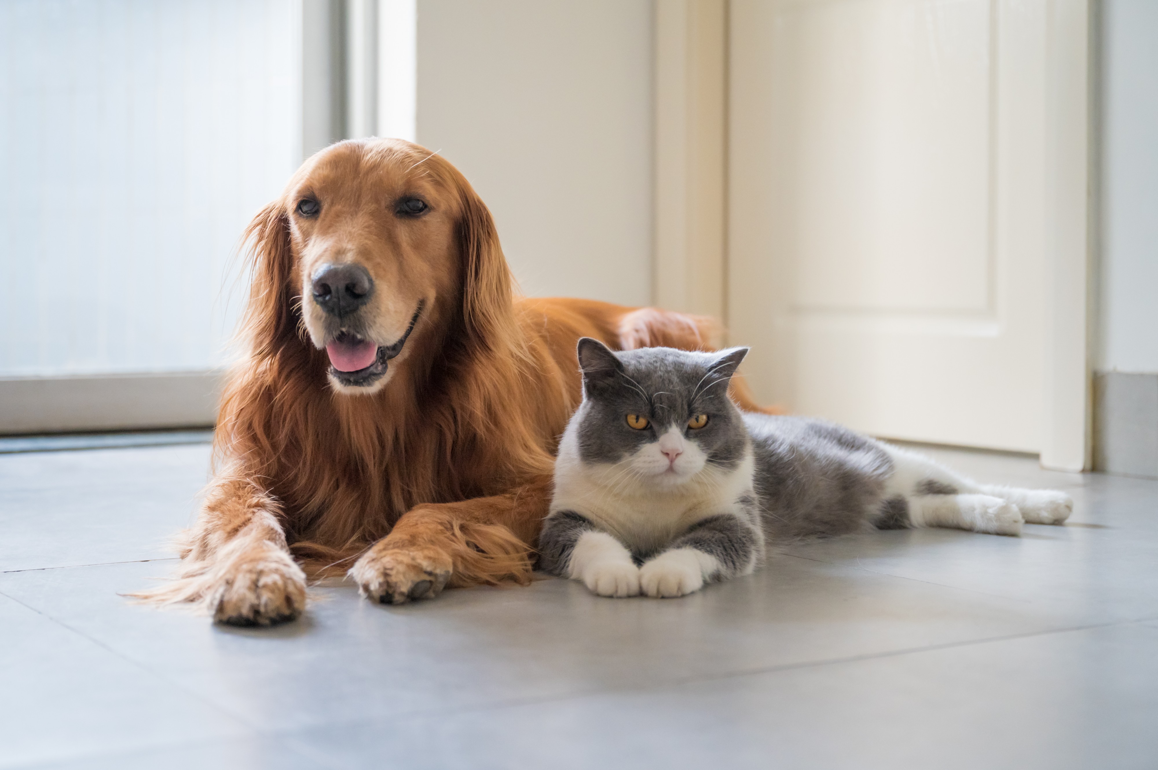 Wellness Exam For Adult Dogs and Cats Wellness Exam For Adult Dogs and Cats