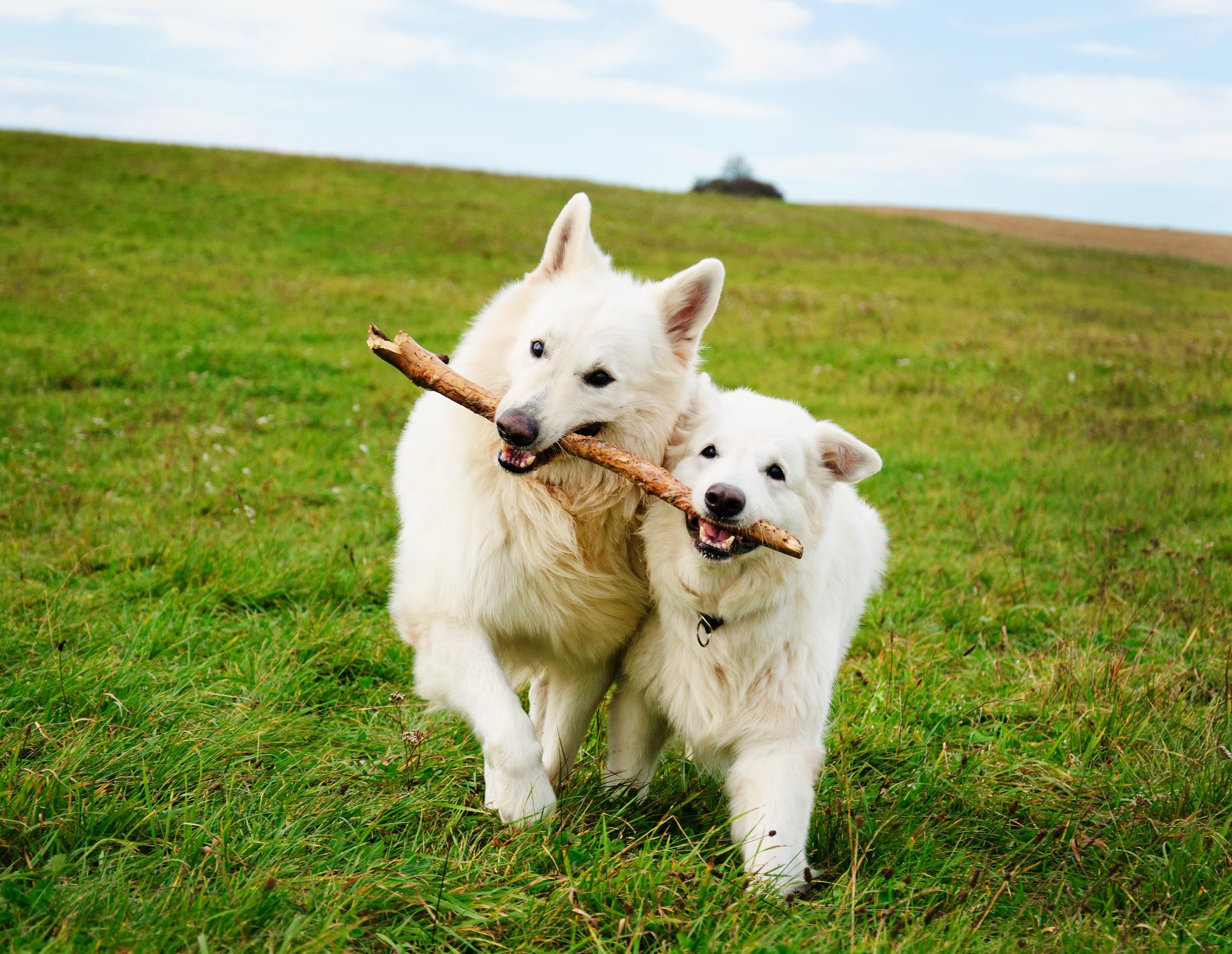 Two Dogs With Stick