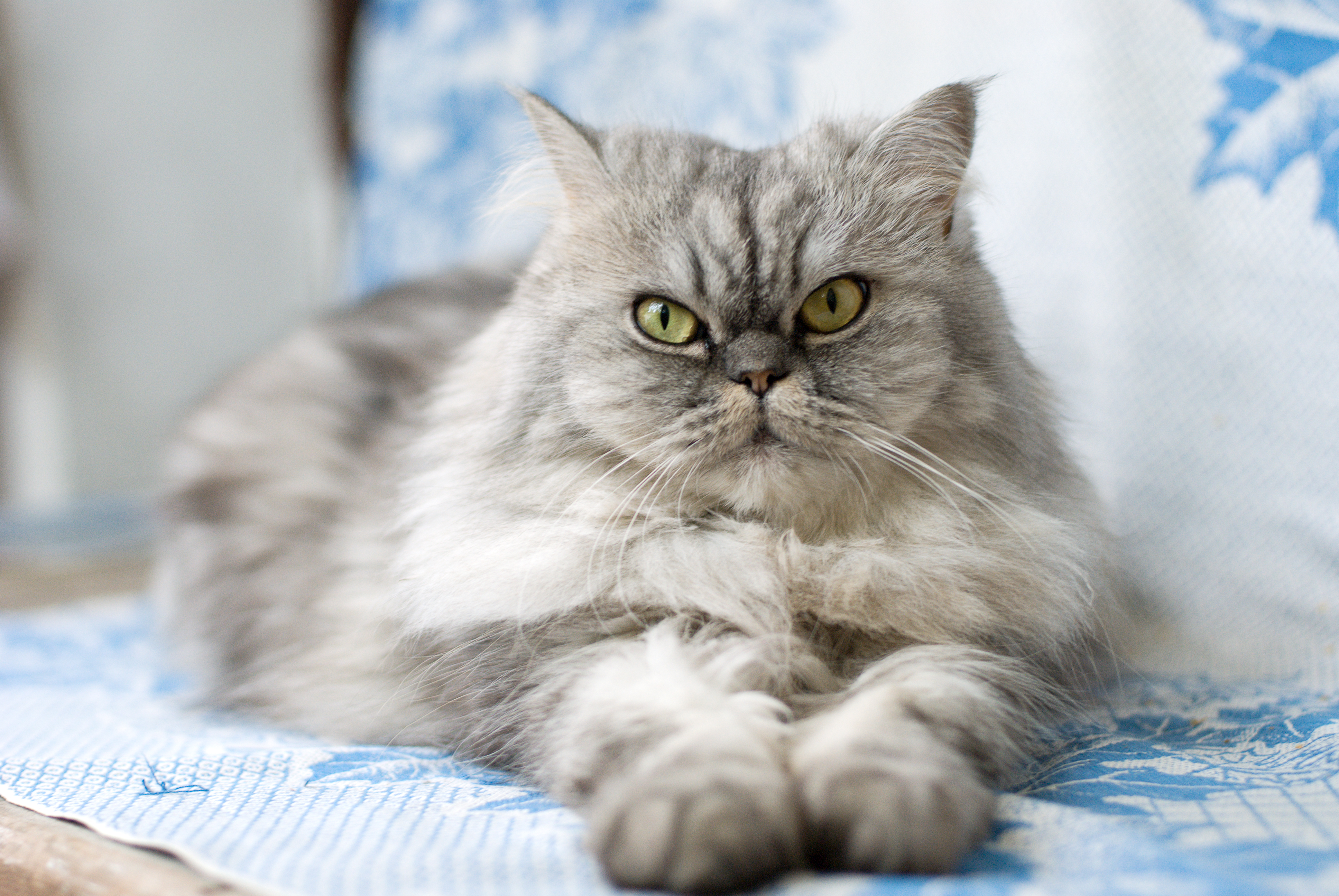 Grey Cat Grey Cat