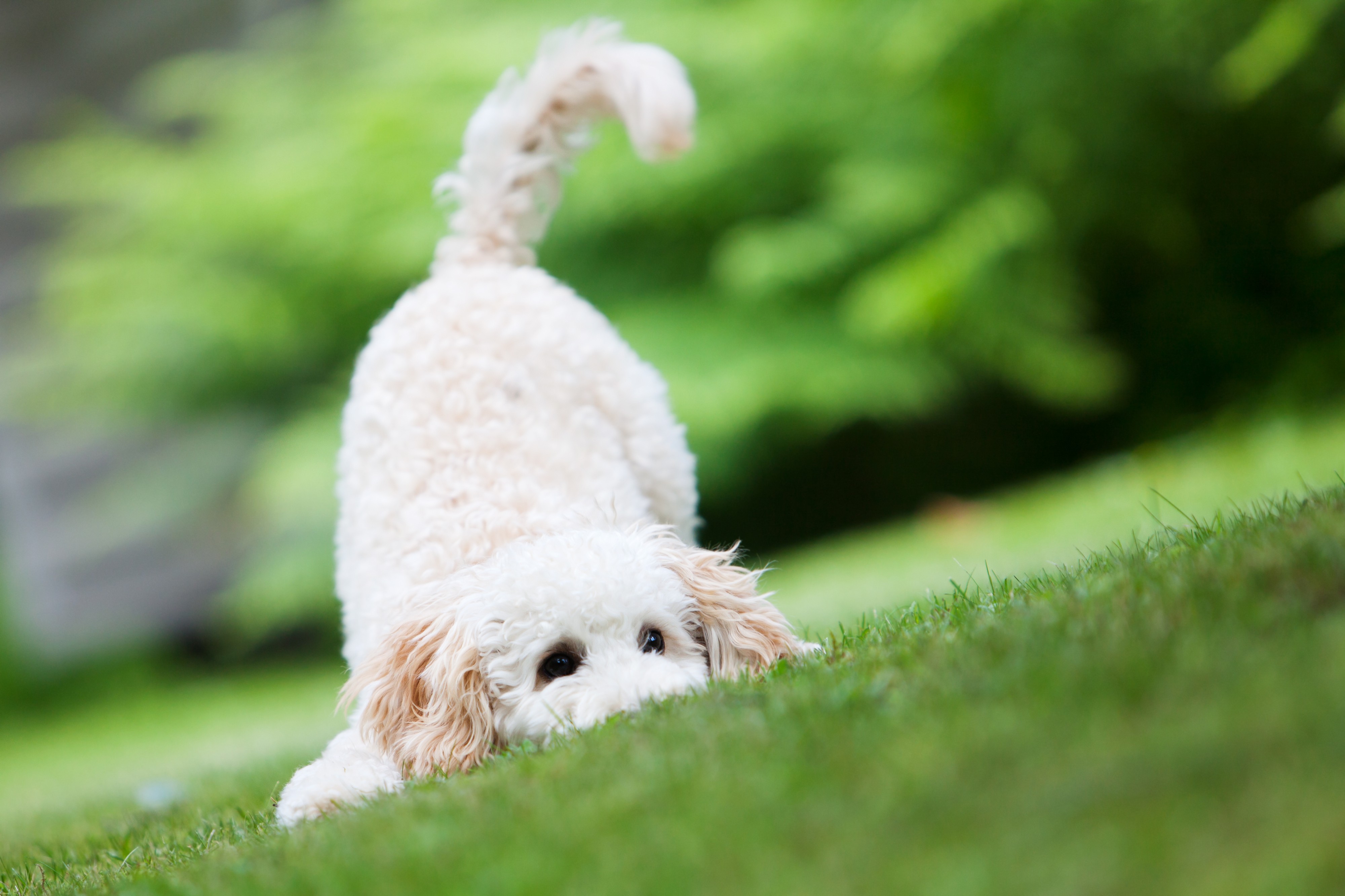 Senior Pet Care Senior Pet Care