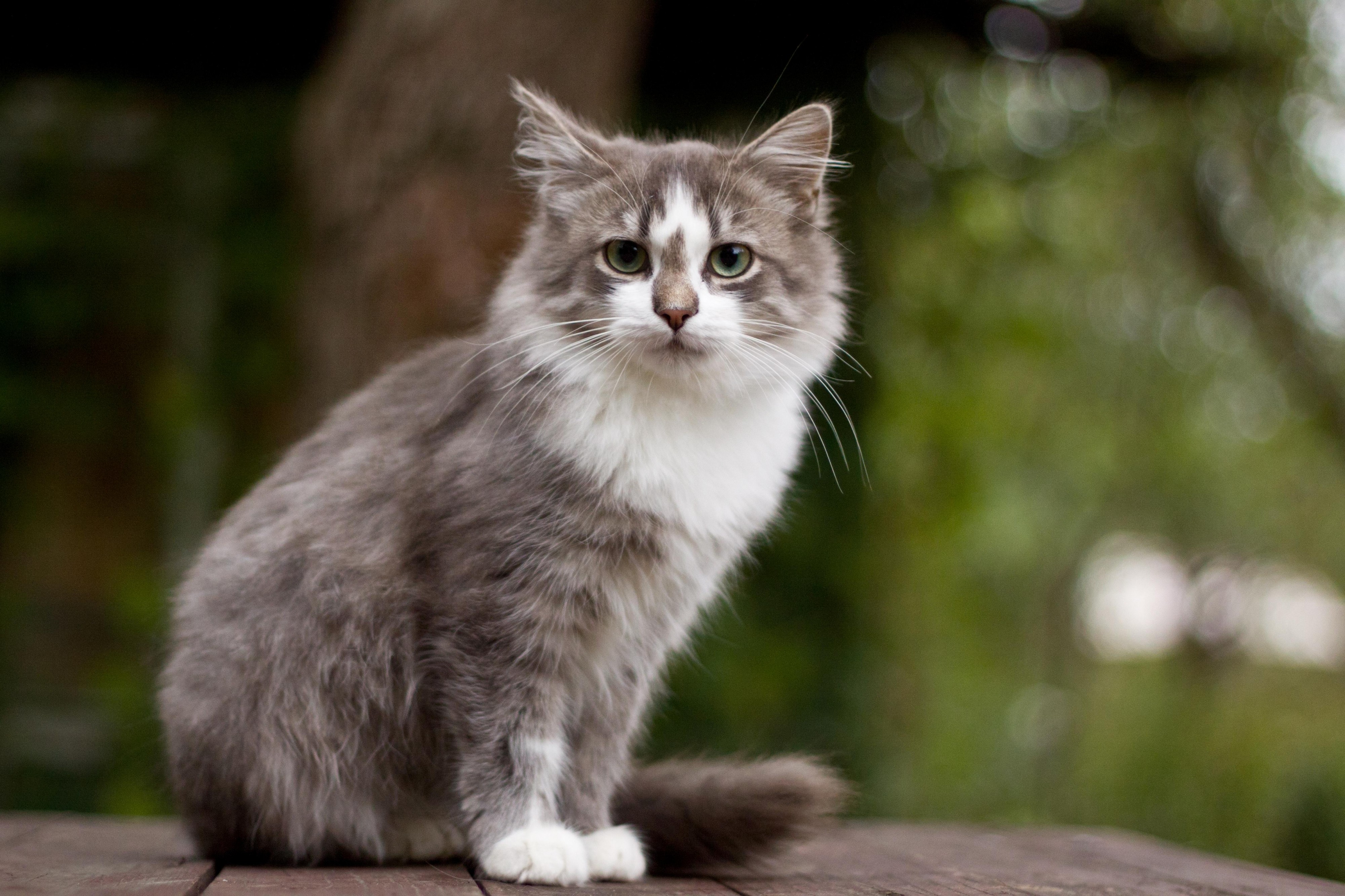 Cat Sitting Outside
