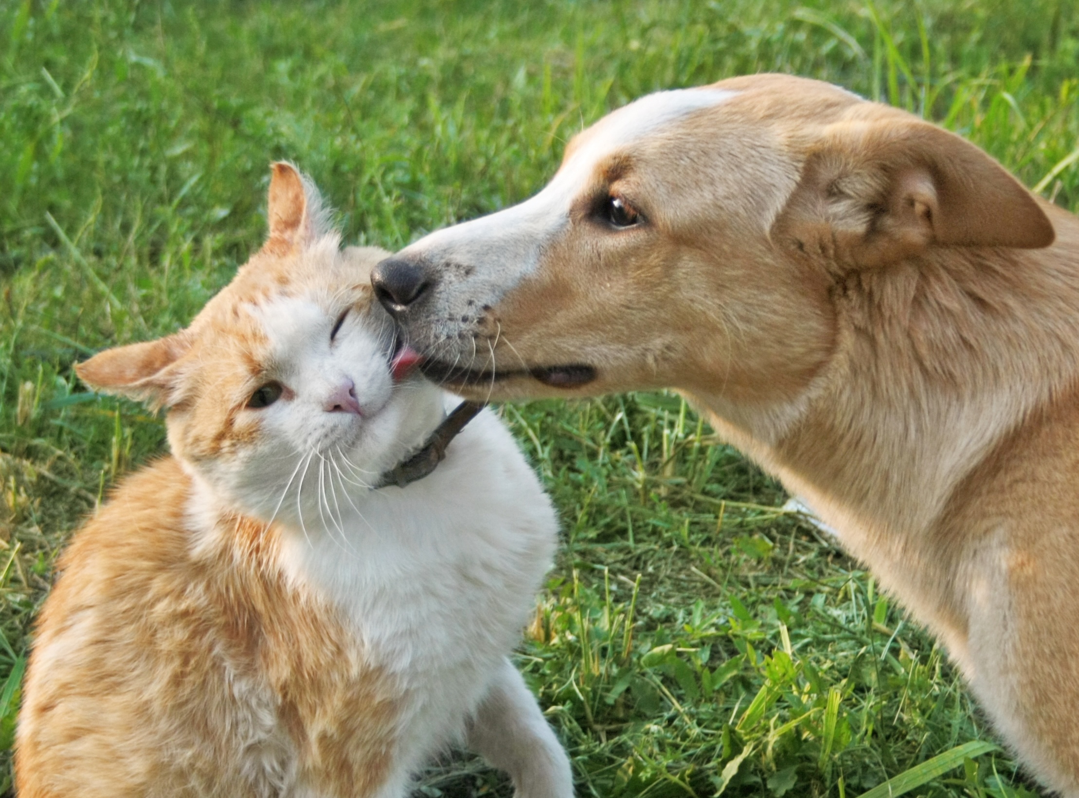 Senior Pet Care Senior Pet Care