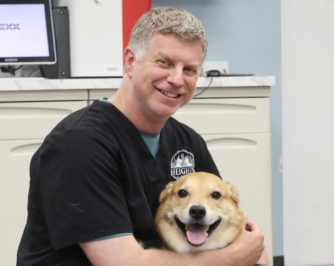 Wellness Exam For Adult Dogs and Cats Wellness Exam For Adult Dogs and Cats