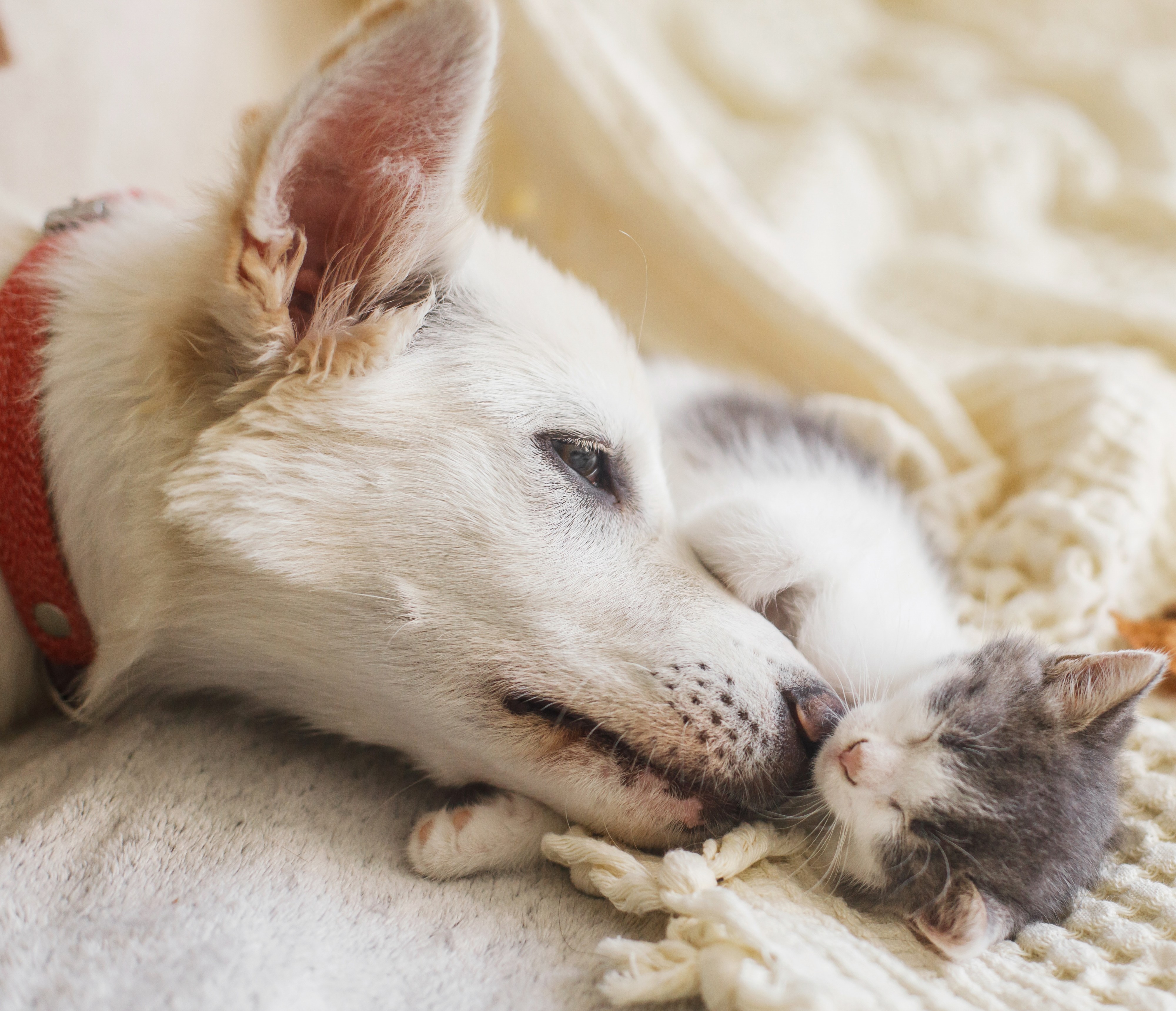 Puppy & Kitten Cuddling Puppy & Kitten Cuddling