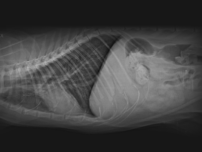 X-Rays X-Rays