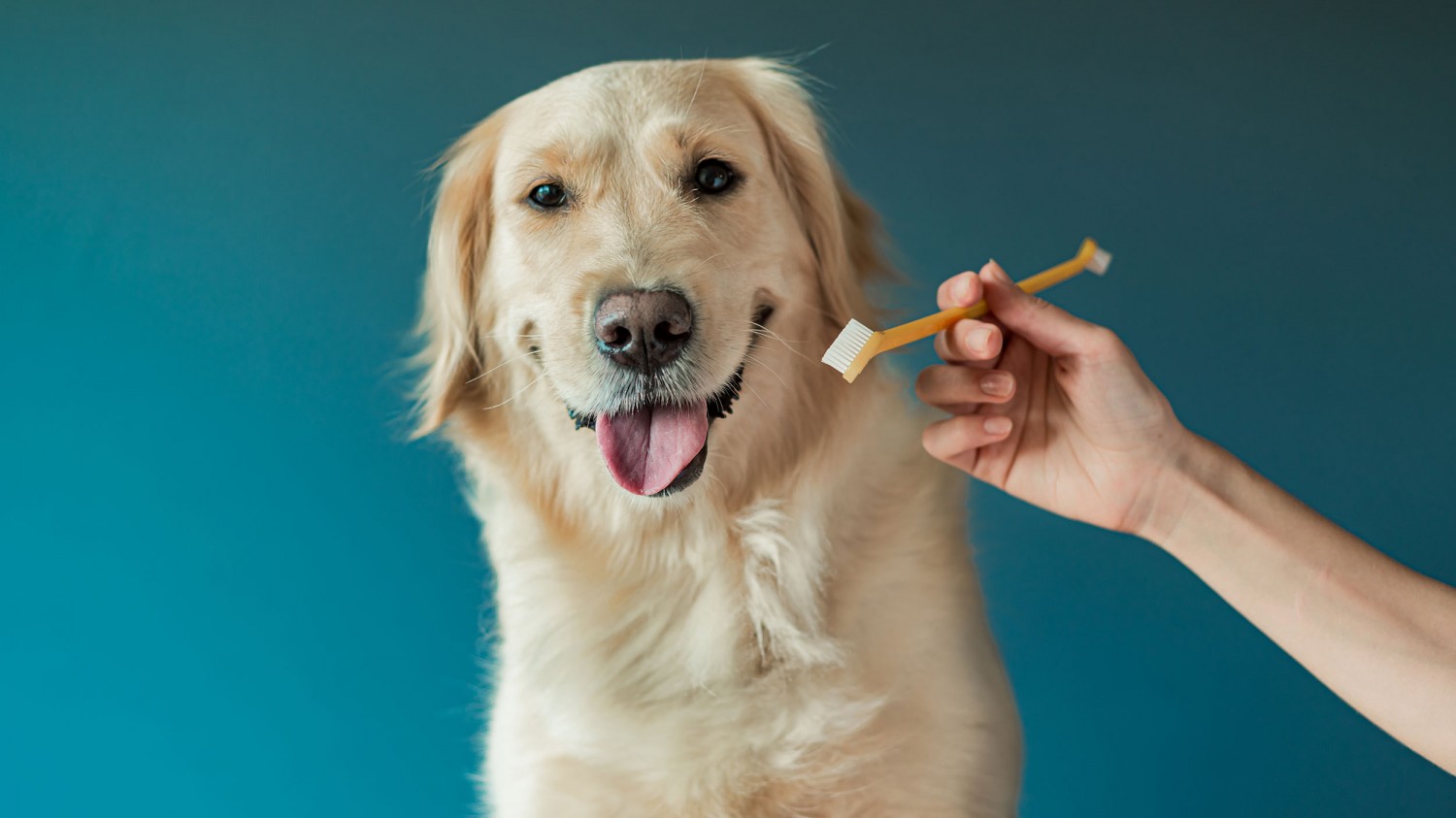 Dog with Toothbrush Dog with Toothbrush