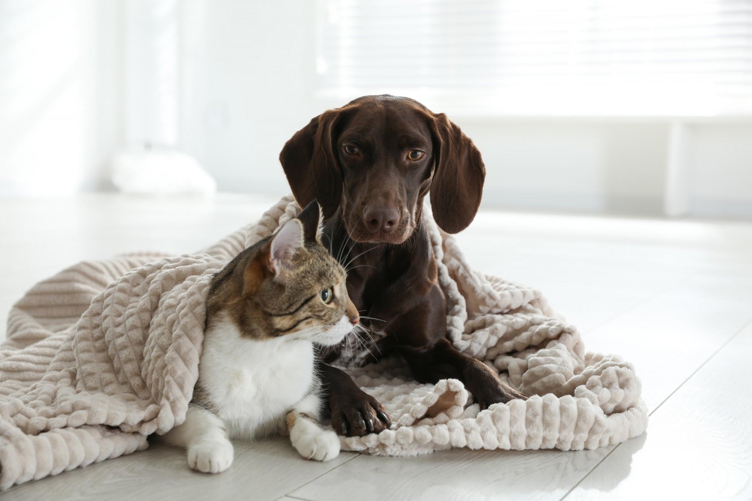 New Puppy Kitten Wellness New Puppy Kitten Wellness