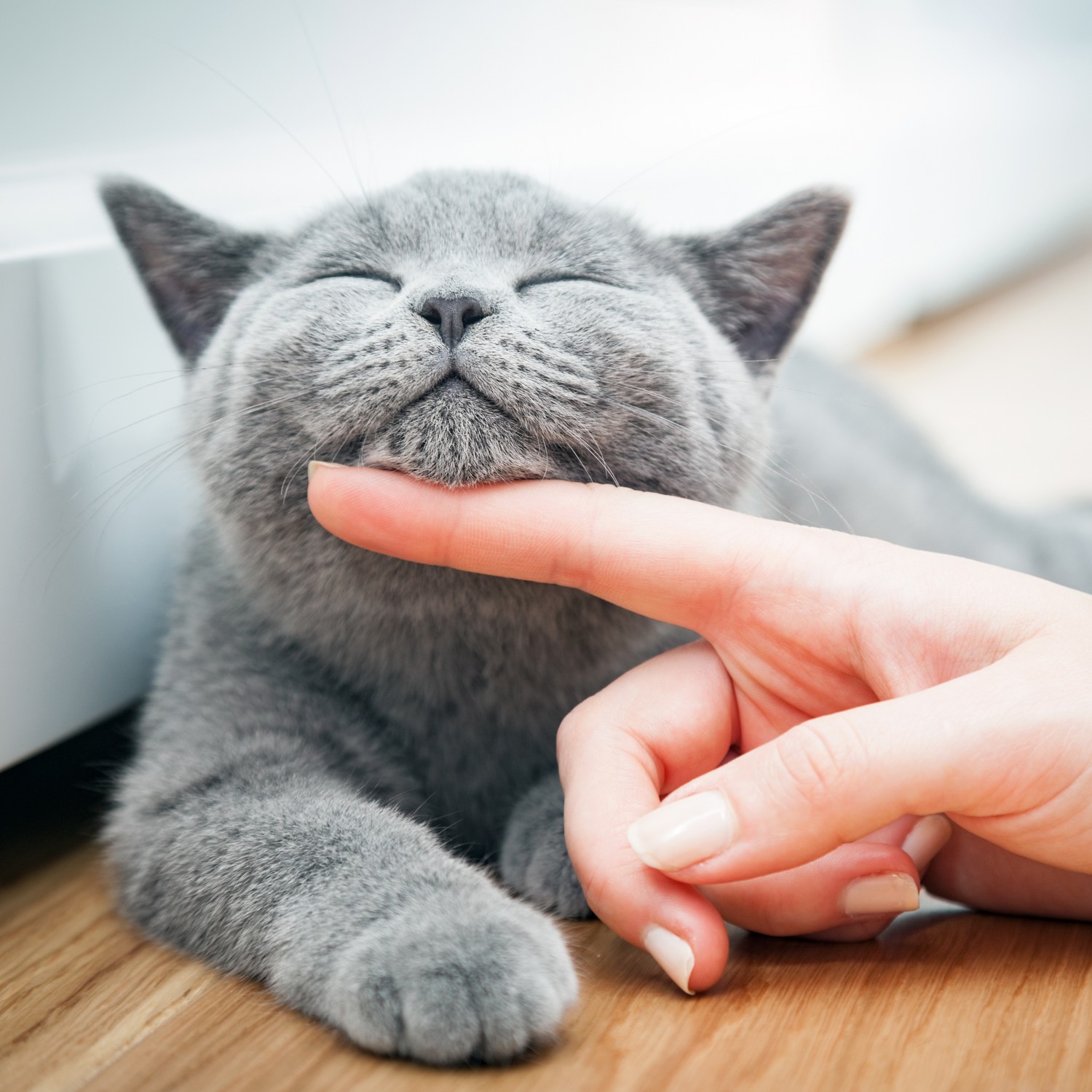 Grey Cat Getting Chin Pets Grey Cat Getting Chin Pets