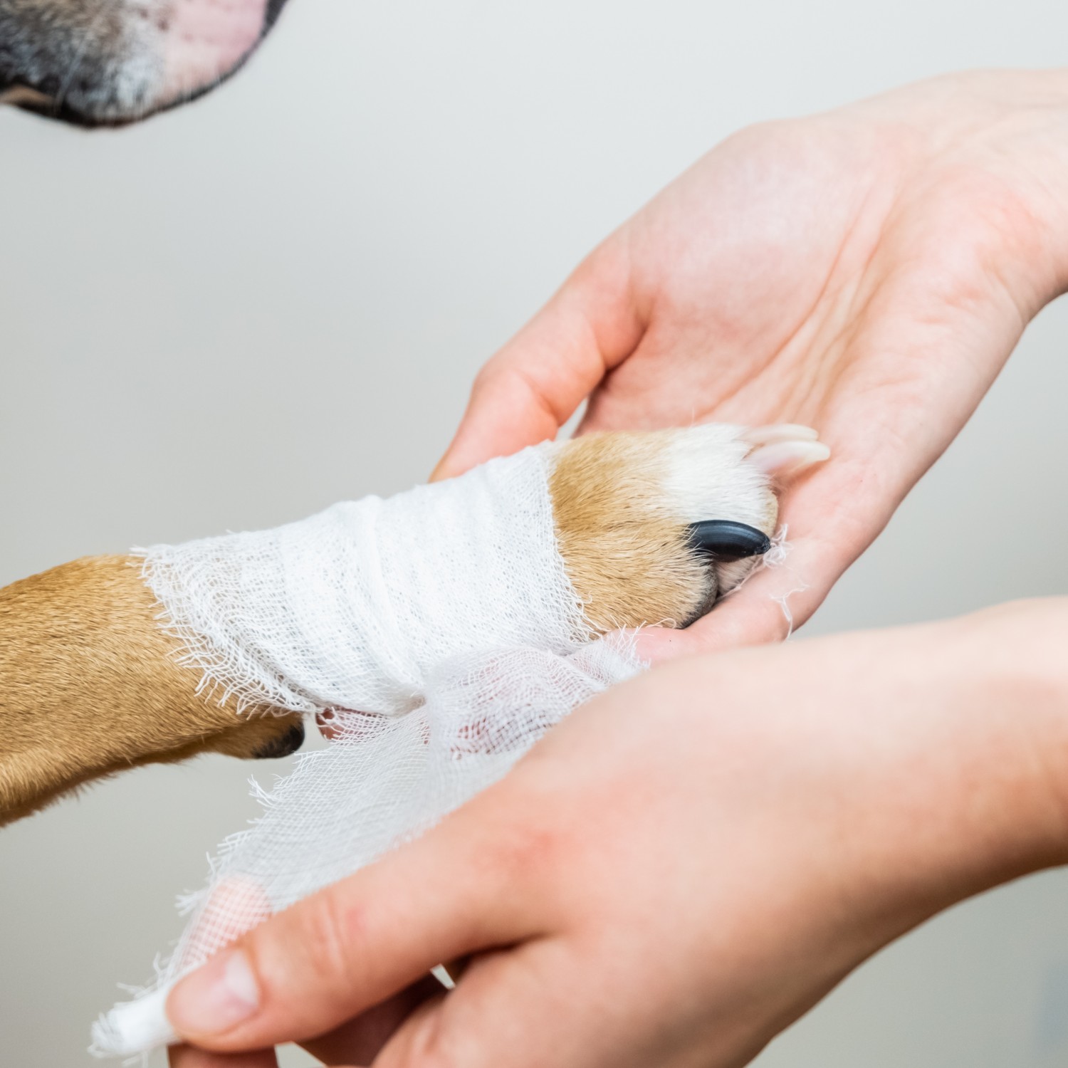 Dog having its paw bandaged Dog having its paw bandaged