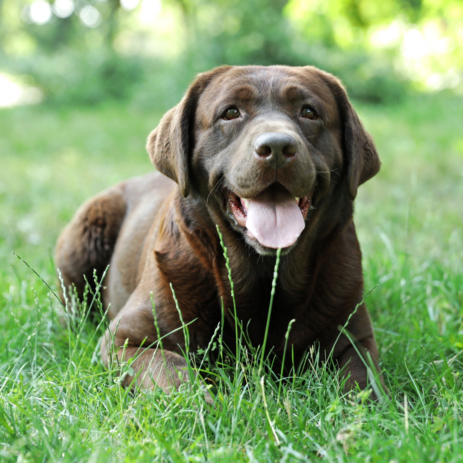Dog sitting in grass