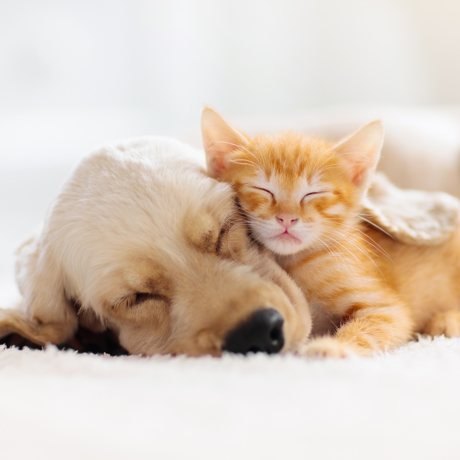 Puppy & Kitten Cuddling