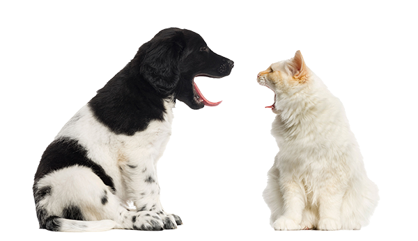 Cat and Dog Yawning Cat and Dog Yawning
