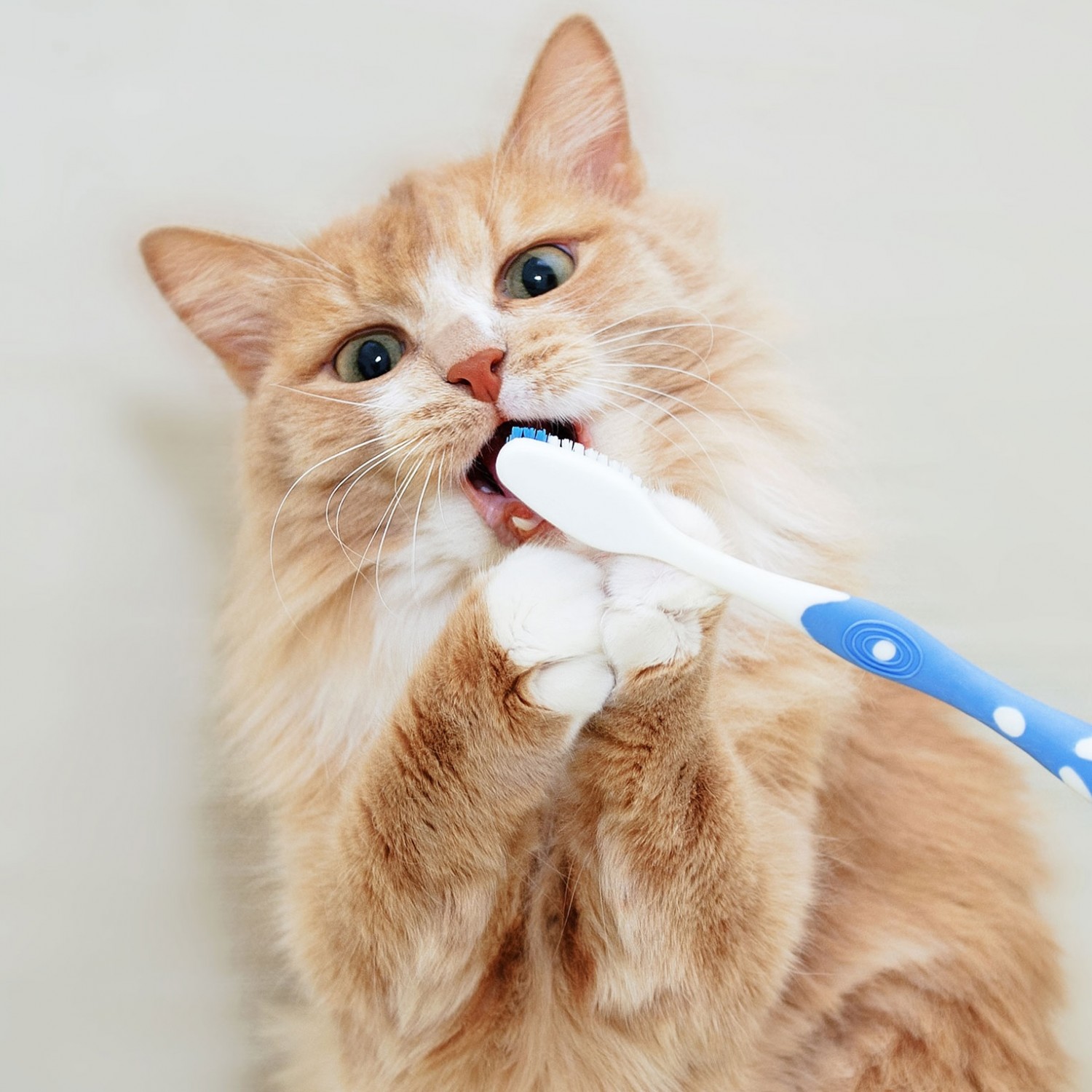 Cat with Toothbrush Cat with Toothbrush