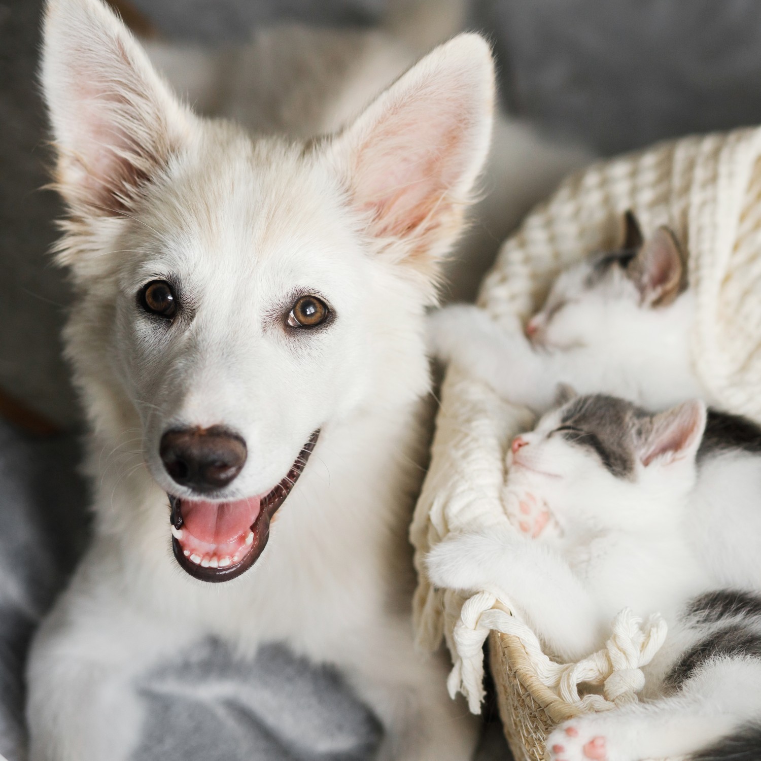 Dog and Two Cats