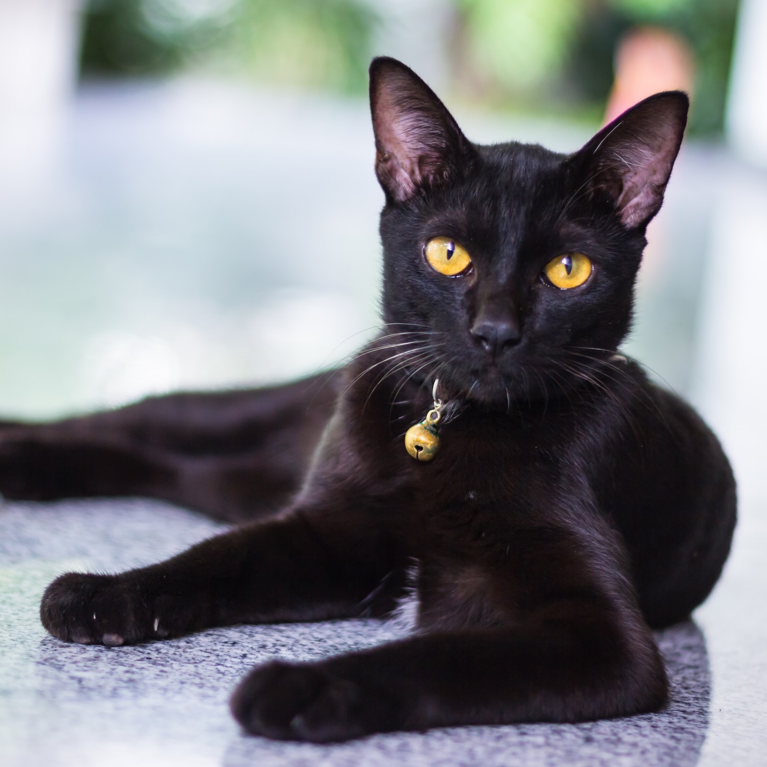Black Cat with Bell