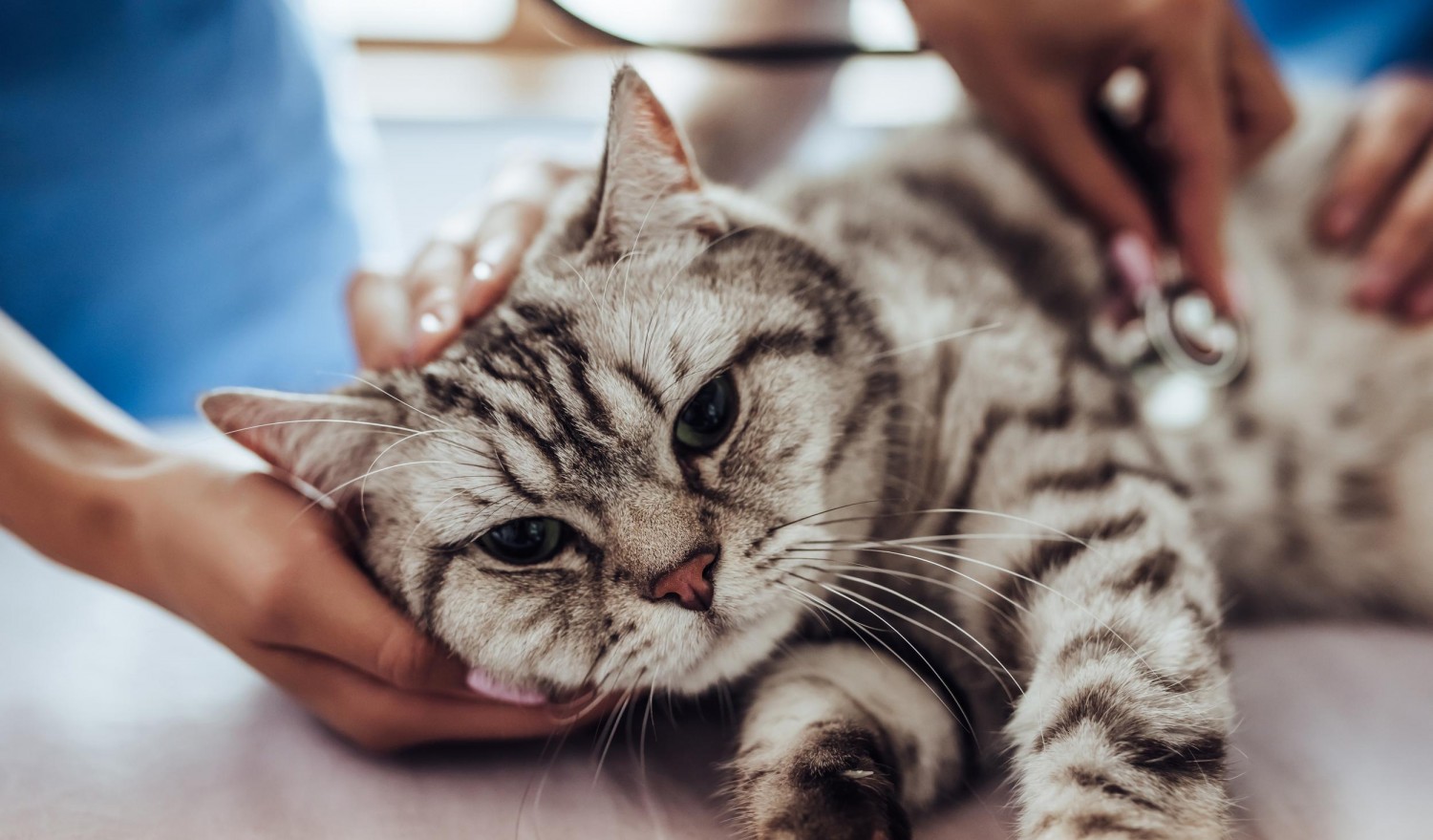 Cat Exam Cat Exam
