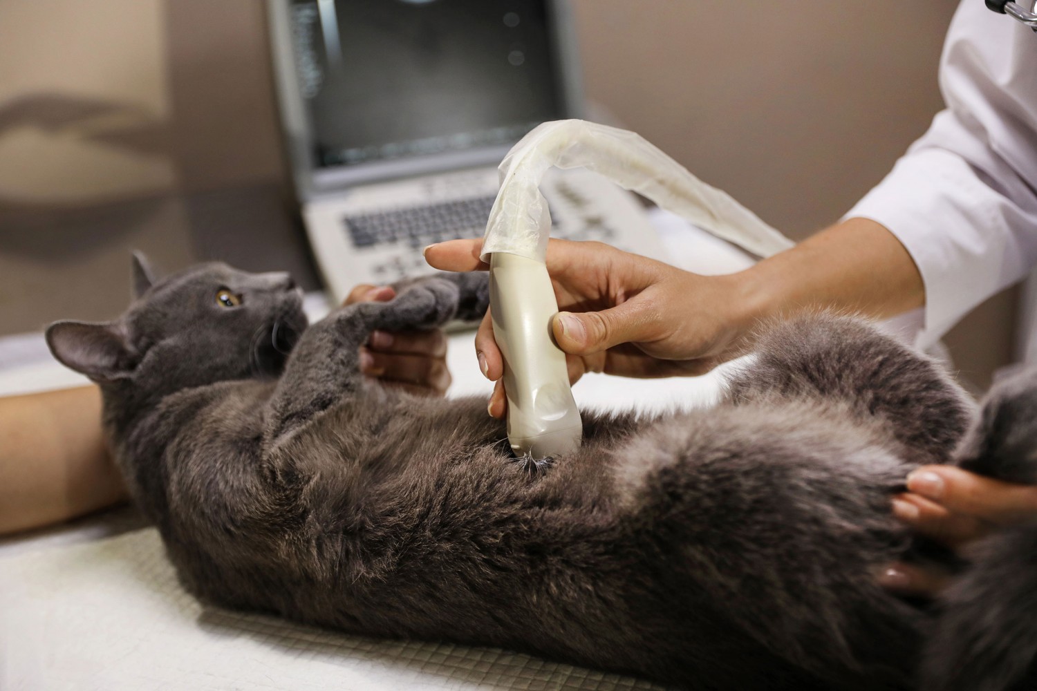 Cat Getting Ultrasound Cat Getting Ultrasound