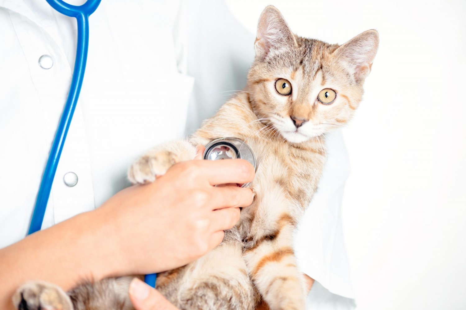 Cat Getting Exam