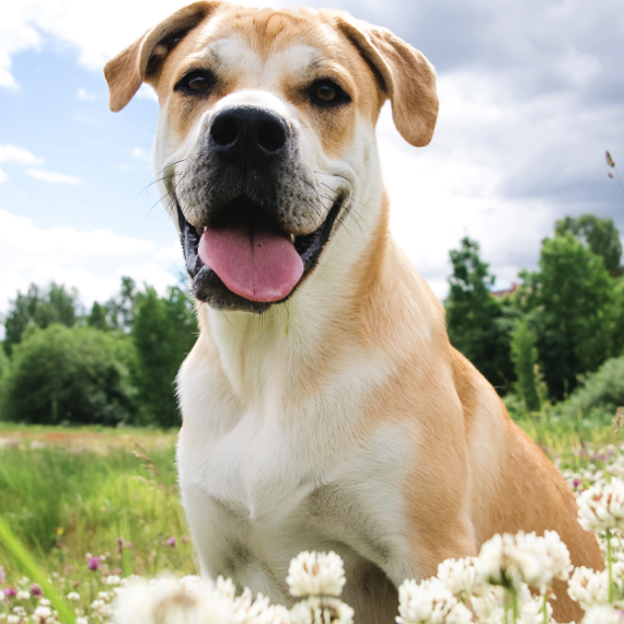 Heartworm Prevention and Treatment Heartworm Prevention and Treatment