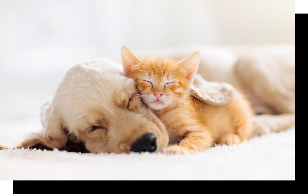 Dog and Cat Cuddling Dog and Cat Cuddling