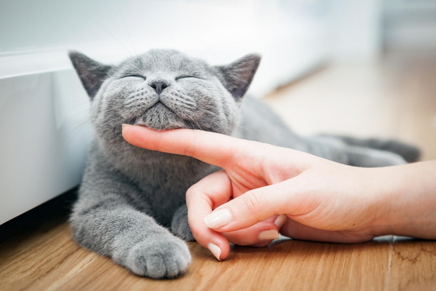 Pet Wellness