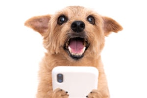 dog holding phone to download our the heights veterinary clinic app