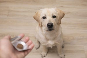 a dog waiting to take a pill on the heights vet clinic website pharmacy page